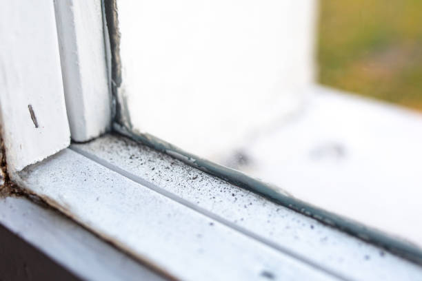 Best Basement Mold Removal  in Stromsburg, NE