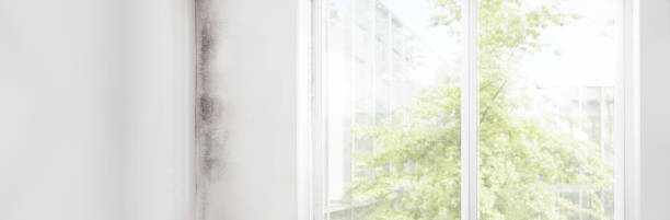 Best Mold-Related Health Consultation  in Stromsburg, NE