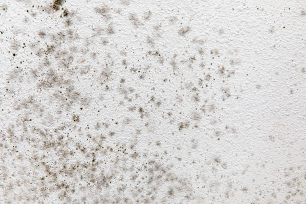 Reliable Stromsburg, NE Mold Removal Solutions