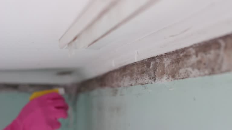 Best Basement Mold Removal  in Stromsburg, NE